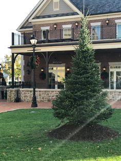 a small evergreen tree in front of a brick house