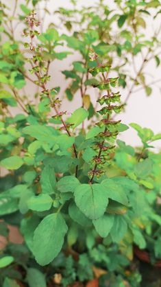 a plant with green leaves in front of a white wall