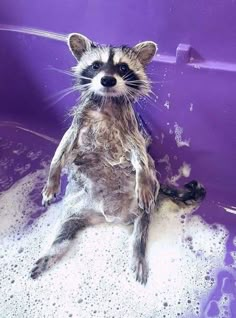 a raccoon sitting in a bathtub with foam on it's back