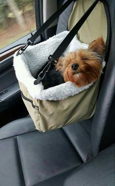 a small dog is sitting in a car seat