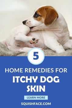 Itchy Dog Skin, English Bulldog Care, Dog Dry Skin, Dog Tear Stains, Dog Skin Problem, Wrinkle Dogs, Dog Skin Care, Health Care Tips