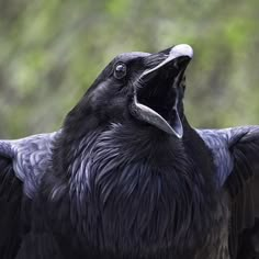 a close up of a black bird with its mouth open