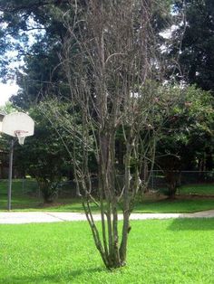 a basketball hoop is in the middle of a grassy area near a tree and some bushes