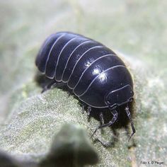 a black bug sitting on top of a green leaf