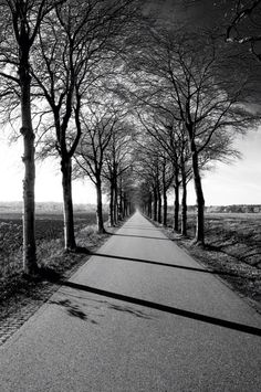 black and white photograph of trees lining a road