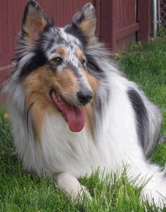 a collie laying in the grass next to a red fence with its tongue hanging out