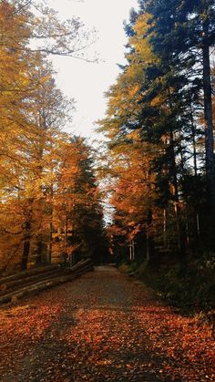 a dirt road surrounded by trees with leaves on the ground