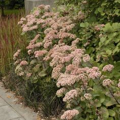 some pink flowers are growing next to a stone wall