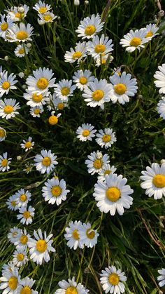 many white and yellow daisies are growing in the grass