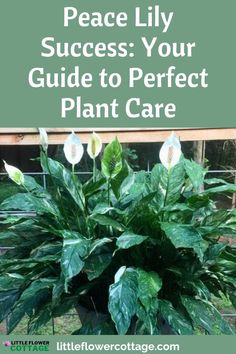 a potted plant with the words peace lily success your guide to perfect plant care