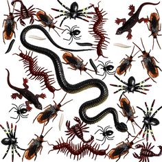 many different types of bugs and insects on a white background with black and red colors