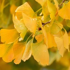 yellow leaves with drops of water on them