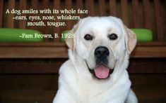 a large white dog sitting in front of a bench with a quote on it's side