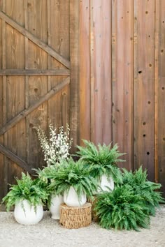 three white vases with plants in front of a wooden fence