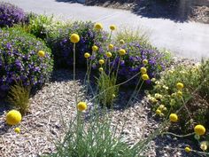 some yellow and purple flowers in the middle of a garden with gravel road behind them