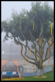 a large tree with yellow ribbons hanging from it's branches