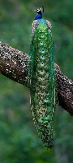 a peacock sitting on top of a tree branch