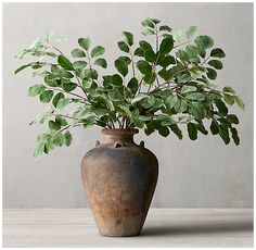 a potted plant with green leaves in it sitting on a wooden table next to a gray wall