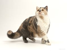 a cat standing on its hind legs and looking up