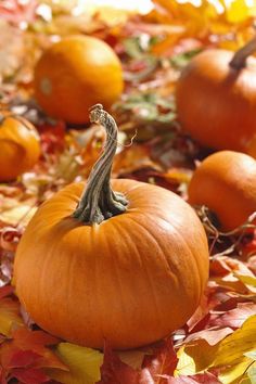 there are many pumpkins on the ground with leaves