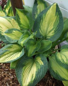 a green and yellow plant with large leaves