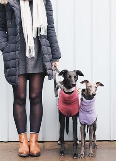 two dogs wearing sweaters and boots standing next to each other in front of a white wall