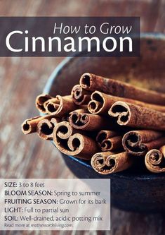 cinnamon sticks in a bowl with the title how to grow cinnamon