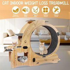 Upgraded version of 4-in-1 cat wheels, Pefilos cat wheels are easy to install. The cat exercise wheel comes with detailed installation instructions and videos. The cat exercise wheel is not only a cat treadmill, but also a cat house, cat shelf, and cat bowl for indoor cats. Cat wheels for indoor cats make your cat's life more enjoyable. When your cat spends most of its time indoors, keeping them active and healthy can be a challenge. Cat wheel exerciser for Indoor Cats. This cat wheel helps to k Cat Running Wheel, Cat Treadmill, Cat Running, Cat Wheel, Cat Exercise Wheel, Cat Climbing Frame, Cat Exercise, Exercise Wheel, Cat Shelves