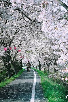 a person riding a bike down a road lined with cherry blossom trees in full bloom