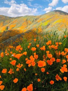 orange flowers in the foreground with mountains in the background