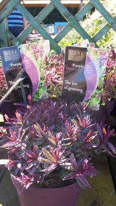 purple flowers in pots with signs on them