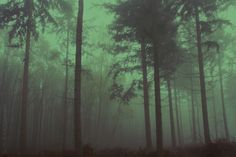 fog in the forest with tall trees and leaves on the ground, green tinted photograph