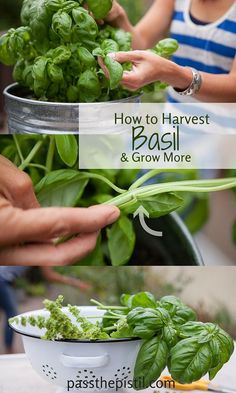 how to harvest basil and grow more