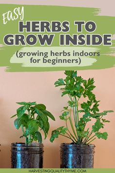 three potted plants with the words easy herbs to grow inside growing herbs indoors for beginners