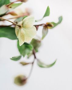 a branch with flowers and green leaves in the foreground, against a white background