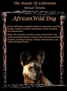 an african wild dog is featured in this poster