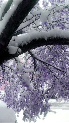 the branches of a tree are covered in snow