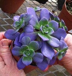 a person holding a potted plant with purple flowers