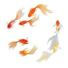 four goldfish swimming in a circle on a white background