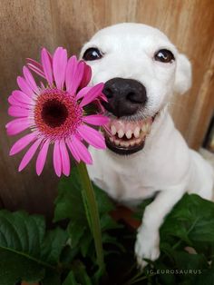 a white dog holding a pink flower in its mouth