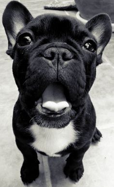 a black and white photo of a dog with its tongue out looking at the camera