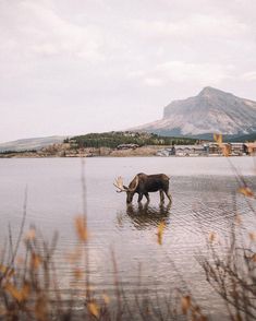 an animal that is standing in the water