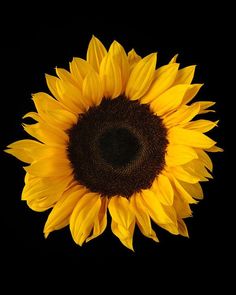 a large yellow sunflower on a black background with the center section showing it's petals