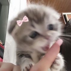 a small kitten is being held up by someone's hand with a pink bow on it