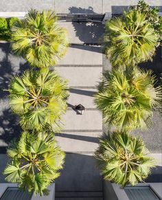 an overhead view of some palm trees in the middle of a walkway with benches and tables