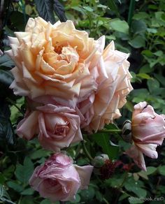 several pink roses are blooming in the garden