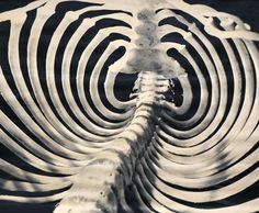 a black and white photo of a zebra's spiral design