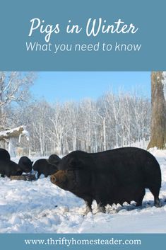 pigs in the snow with text overlay that reads pigs in winter what you need to know