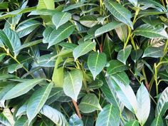 green leaves are growing on the side of a tree in an area that looks like it is