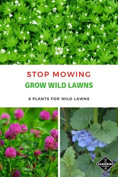 several different plants and flowers with the title stop moving grow wild lawns 8 plants for wild lawns